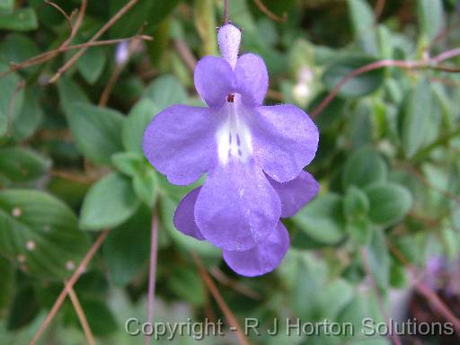 Streptocarpus Blue Bugle 